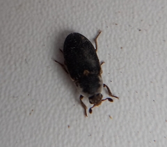 Dermestes frischii