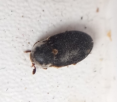 Dermestes frischii