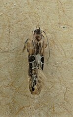 Circoxena ditrocha
