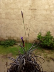 Tillandsia recurvata