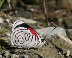 Diaethria euclides gueneei