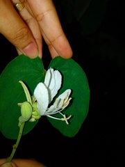 Bauhinia cheilantha