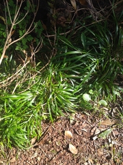 Brachypodium sylvaticum