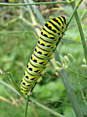 Papilio polyxenes
