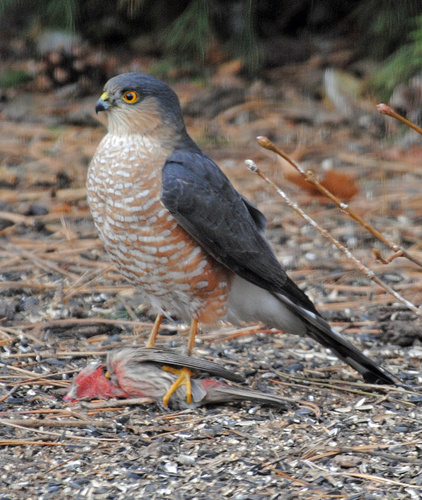 Sharp-shinned Hawk, photo 10 of 10