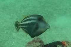 Cantherhines pullus