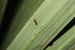 Meteorus pulchricornis