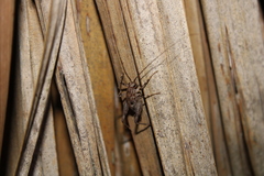 Pleioplectron simplex