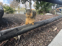 Sciurus niger