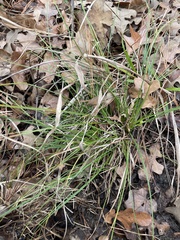 Carex umbellata