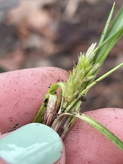 Carex umbellata