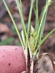 Carex umbellata
