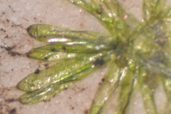Nitella hyalina