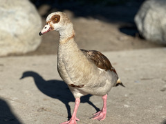 Alopochen aegyptiaca