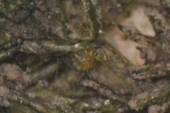 Nitella hyalina