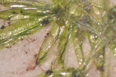 Nitella hyalina