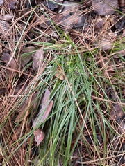 Carex umbellata