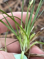 Carex umbellata