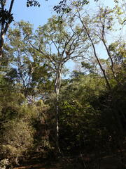Brosimum alicastrum