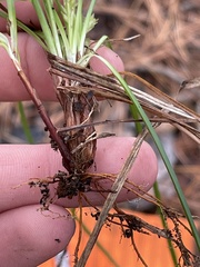 Carex umbellata