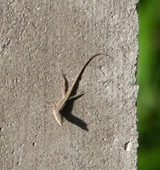 Anolis roquet