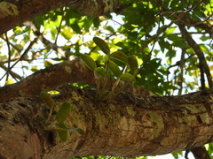 Guarianthe aurantiaca