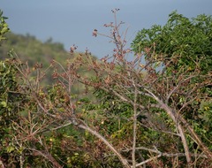 Bursera simaruba