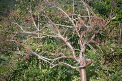 Bursera simaruba