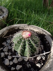 Melocactus violaceus violaceus