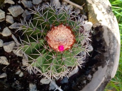 Melocactus violaceus violaceus