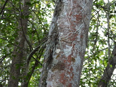 Brassavola cucullata