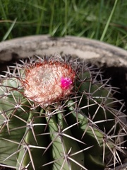 Melocactus violaceus violaceus