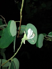 Bauhinia cheilantha