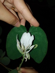 Bauhinia cheilantha