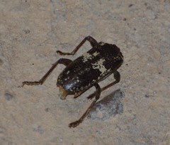 Enaphalodes taeniatus