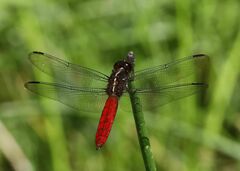 Libellula herculea