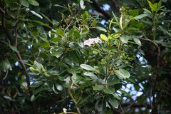 Tabebuia heterophylla