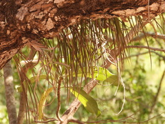 Brassavola cucullata