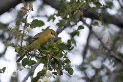 Icterus spurius