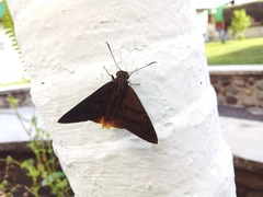 Telegonus