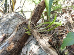 Epidendrum cilioccidentale
