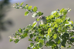 Vireo gilvus