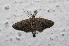 Eupithecia miserulata