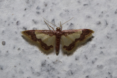 Idaea basinta