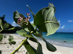 Calotropis