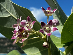 Calotropis