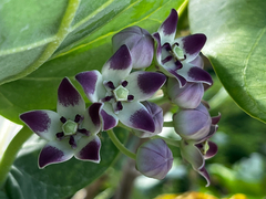Calotropis