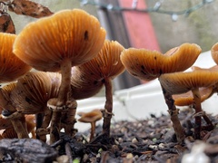 Conocybe filaris