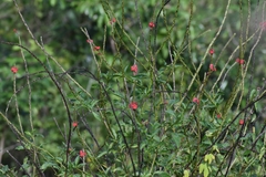 Stachytarpheta mutabilis