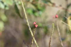 Stachytarpheta mutabilis